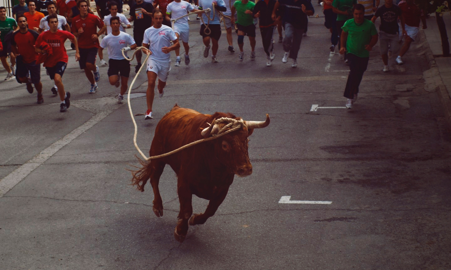 Toro de Cuerda en Lodosa (Navarra)